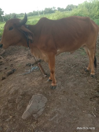 વાસડી વેસવાની છે