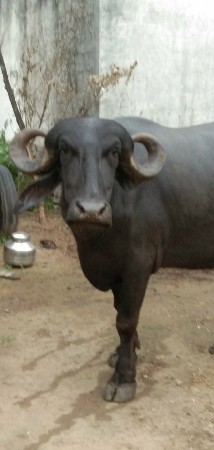 ભેંસ વેચવાની છે