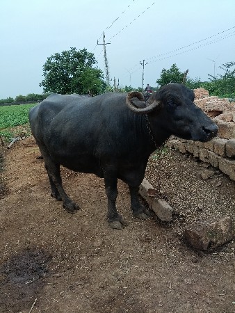 ખોવાયેલ