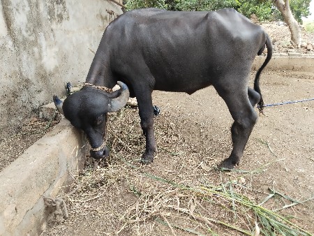 સતિષભાઈ