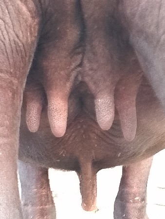 ખળેલી વેચવાની છે