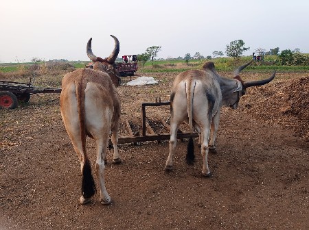 ગોઢલા વેચવાના છે