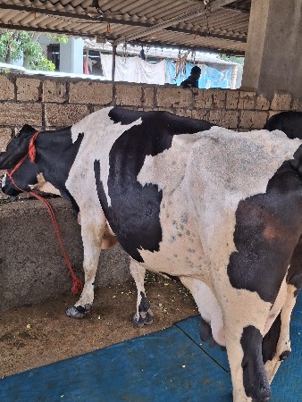 ગાય