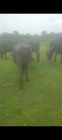 ત્રીજું વેતર
