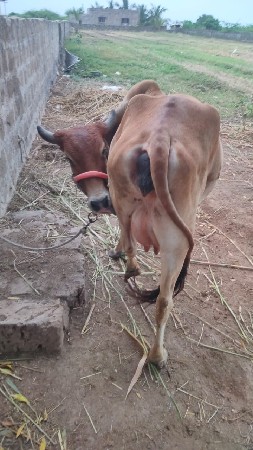 સોનકપિલા ગાય વેચવાની છે