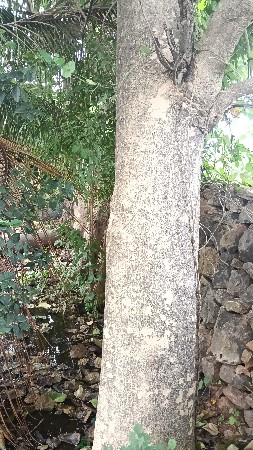 સવન