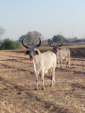 બળદ વેચવાના છે