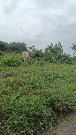 ગોડલા વેશવાંના છે