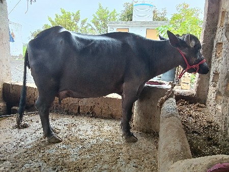 ભેંસ ત્રિજુ વેતર હાઈટ લંબાઈ પુરિ