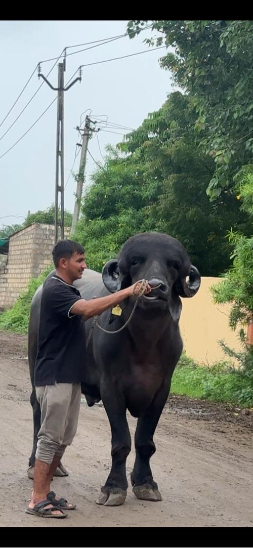 પાડો