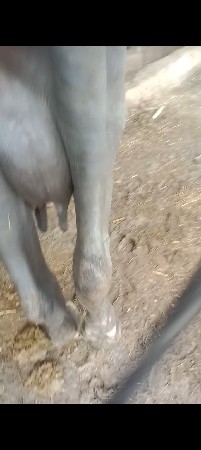 ભેંસ વેચવાની છે
