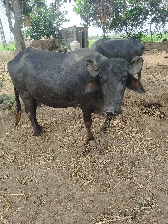 ભેંસ વેચવાની છે