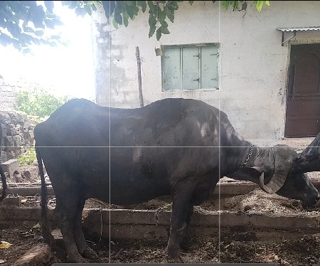 ખડેલી વેચવાની છે