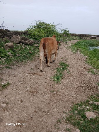ગાય વેચવાની છે ફુલ