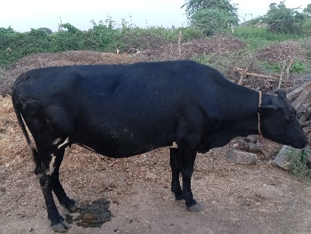 આ બે જસીૅ ગાય વેચવાની છે