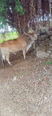 ફુલ જવાબ દારી