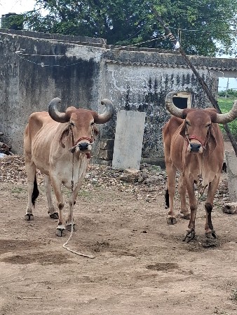 ચોથી ઘરના
