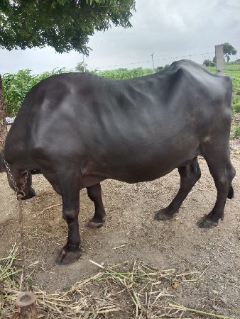 3 વેતર વિયાસે