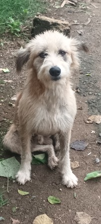 dog vesvano se