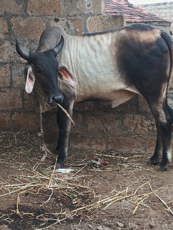 પાડી લેવી. શાટામા