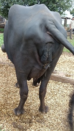 ભેંસ વેચવાની છે