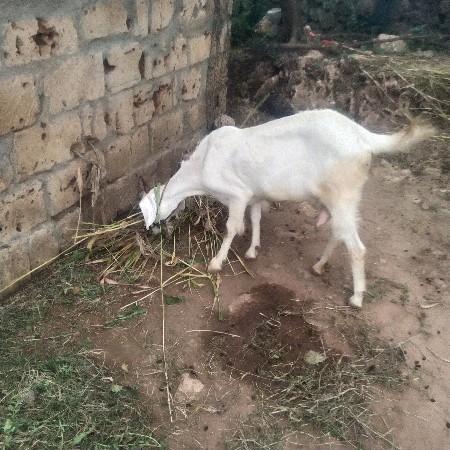 y k  gam maagrol g gunaagd