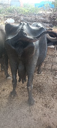 bhensh vechavani se