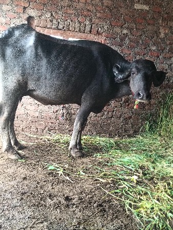 ભેંસ વેચવાની છે પેલું વેતર ખડાય છે