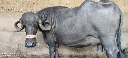 ભેંસ વેચવાની છે