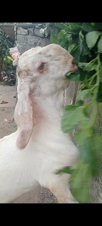 રાજસ્થાની બકરો વેચવાનો છે