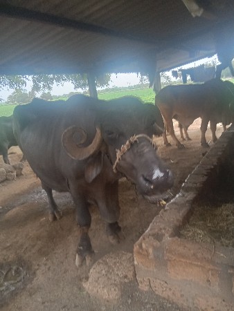 ભેંશ વેસવાની છે