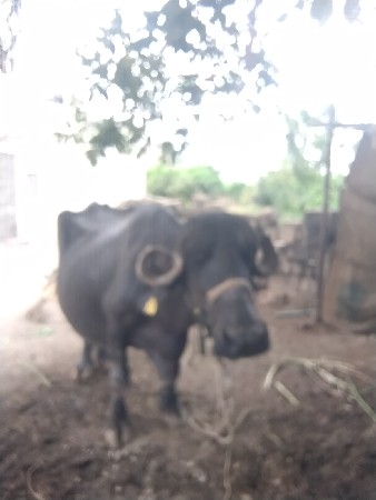 ભેસ વેચવાની છે