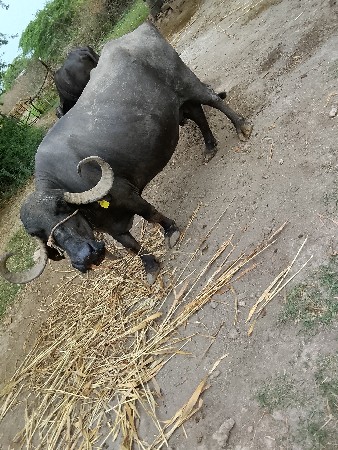 ભેંસ વેચવાની છે