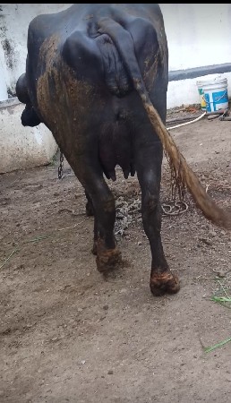 ભેંસ વેચવાની છે