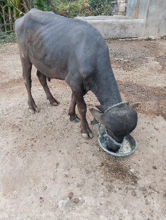 પાડો વેચવા નો છે