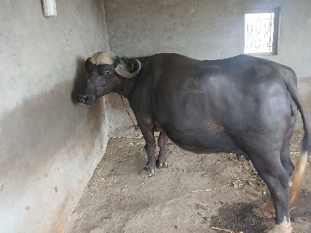 bhesh vechvaani chhe