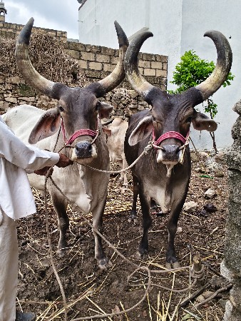 નાની ઉંમર ના ગોઢલા બળદ વેચવાના