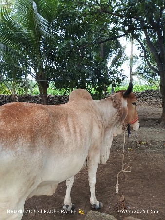 ગાય વેચવાની છે
