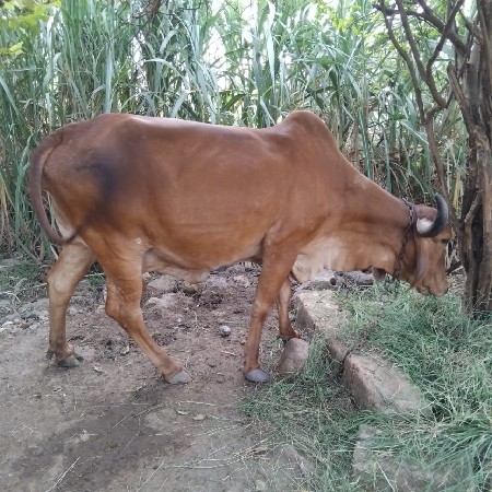 ગાય વેચવાની છે.