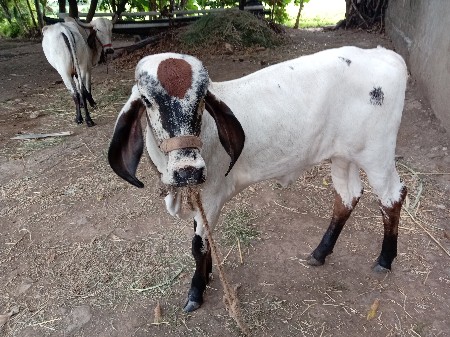 ગાય વેચવાની છે