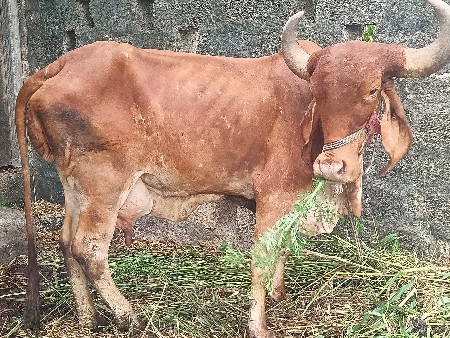 gir ગાય vasavni સે
