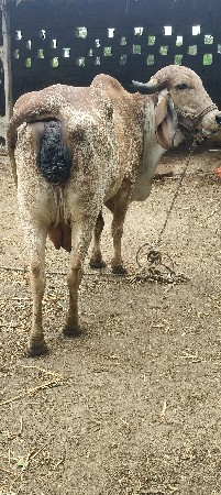ગાય વેચવાની છે