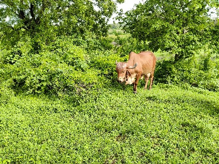 વેચવાની