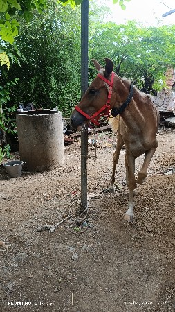 આ વશેરી વેચવાનીછે