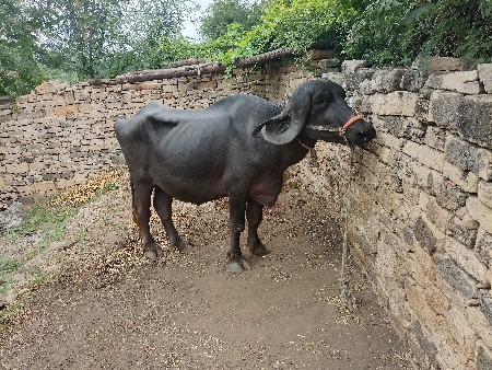 ભેંશ વેચવાનિ પેલુવેતર છે