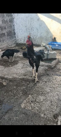 અસલી