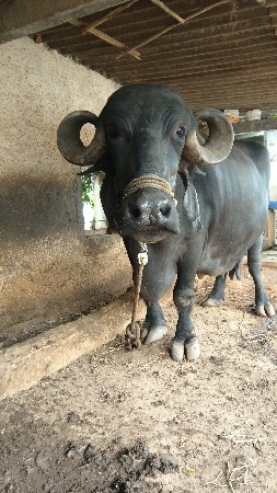 ભેંસ વેચવાની છે