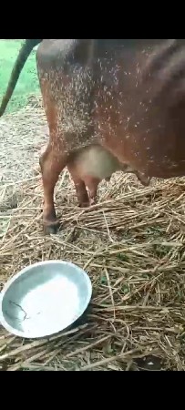 દેચિ.ગાય..3વેટર.