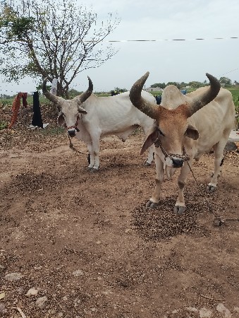 બળધ વેચવાના સે