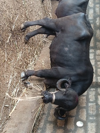 પેલું વેતર ખડેલી ઉંચાઇ લંબાઈ પુરી